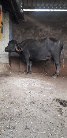 ભેંસ વેચવાની છે. ગાભણી છે.