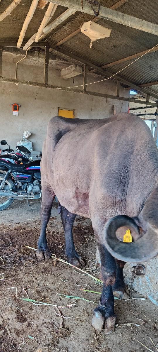 થંબનેલ 3