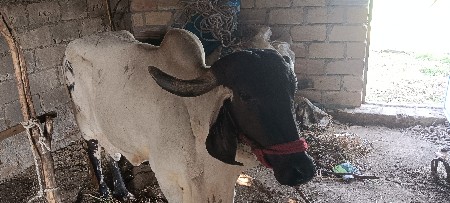 પેલુવેતર