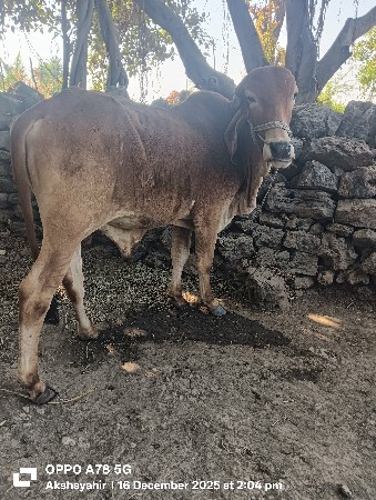 ગોઢલો વેચવાનો છે