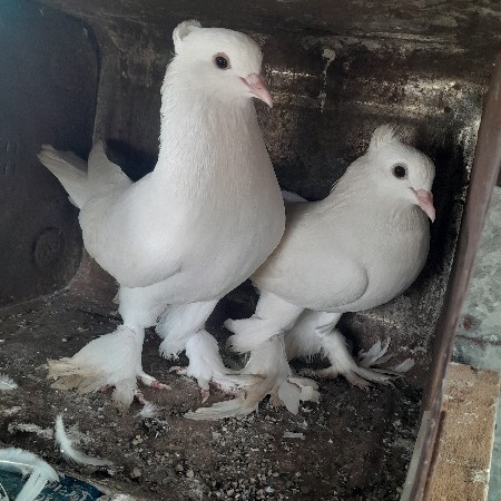 थंबनेल 2