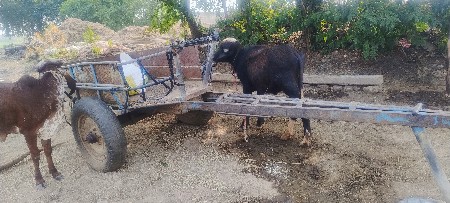 થંબનેલ 2