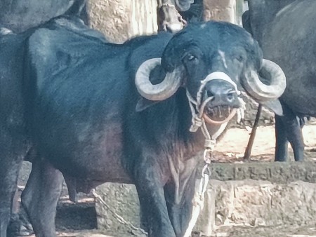 આ પાડો વેચવાનો છે