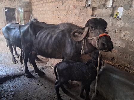 બે ખડેલી વેસવાની છે 1વેતર ની યાયગલ