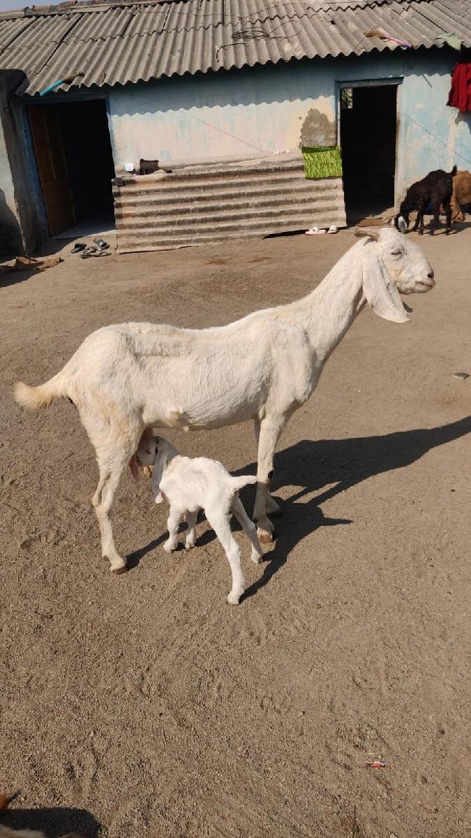 થંબનેલ 3