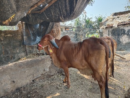 વેચવાની છે