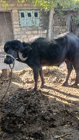 થંબનેલ 2