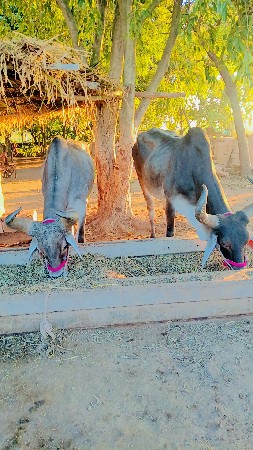 थंबनेल 3