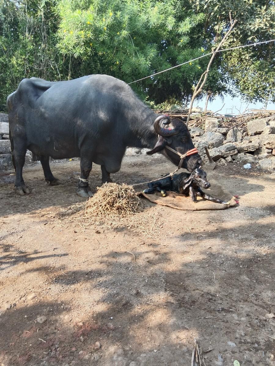 તાલુકો વંથલી જિલ્લો જુનાગઢ