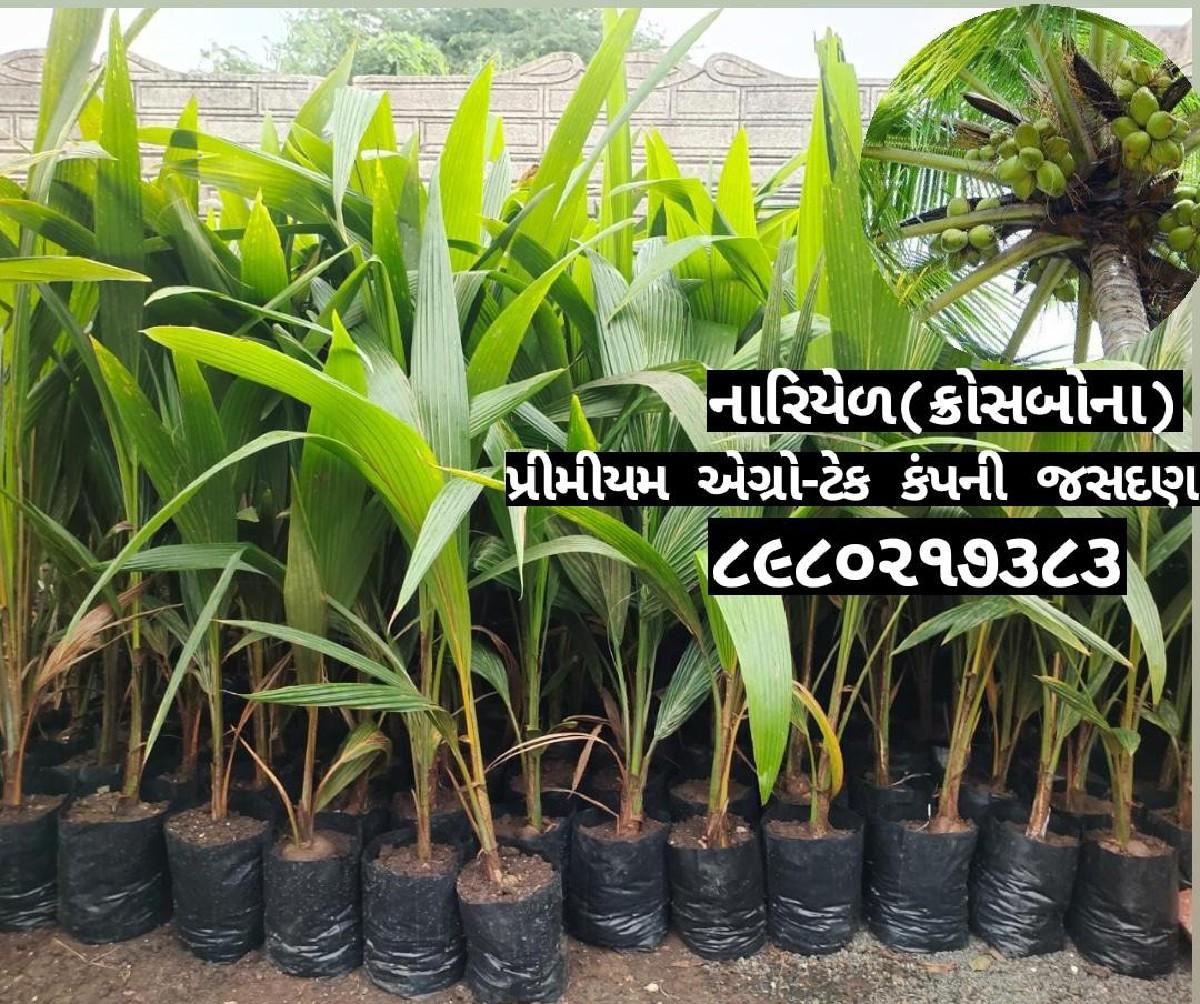 थंबनेल 6