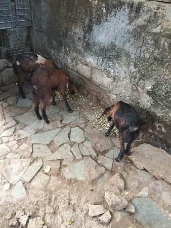 थंबनेल 2