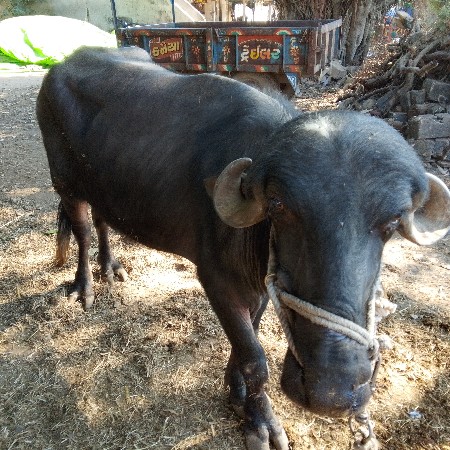 थंबनेल 3