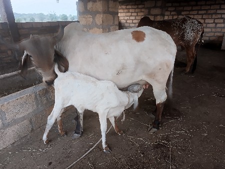 थंबनेल 3