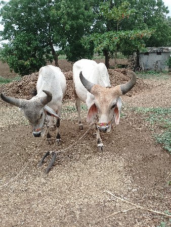 ગોઢલા વેચવાના છે