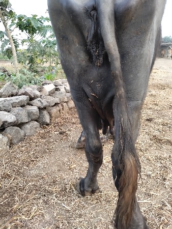 ભેંસ વેચવાની છે