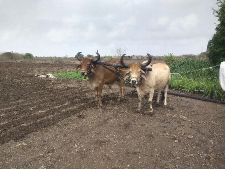 ગોઢલા વેચવાના છે