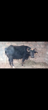 थंबनेल 3