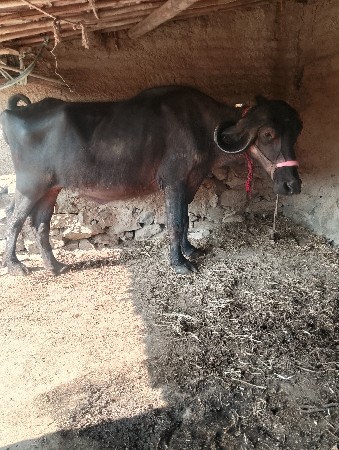 थंबनेल 1