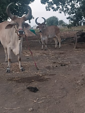 થંબનેલ 3