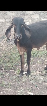 બ્લેક વાસળી