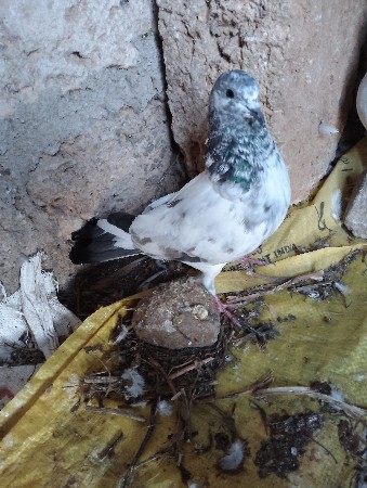 थंबनेल 2