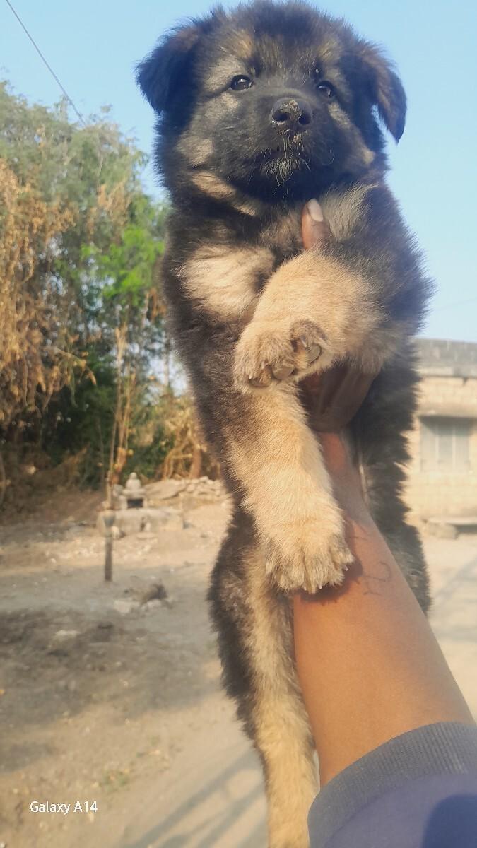 vechvanu se jarman dog mell