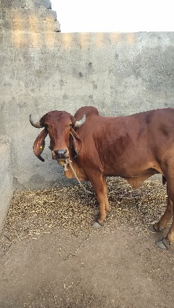 થંબનેલ 2