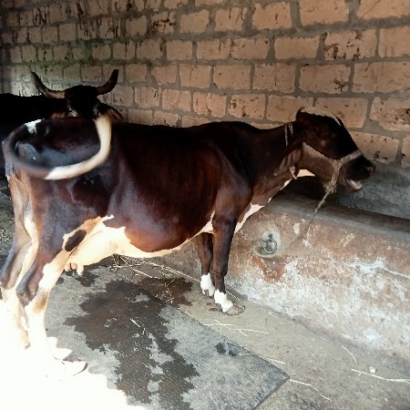 એફ ગાય  દેવાની. વાનીછે