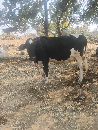 थंबनेल 3