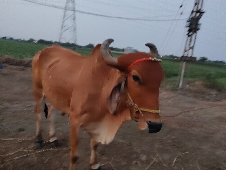 थंबनेल 2