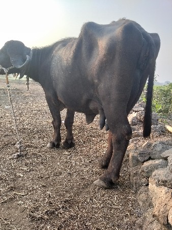 थंबनेल 3