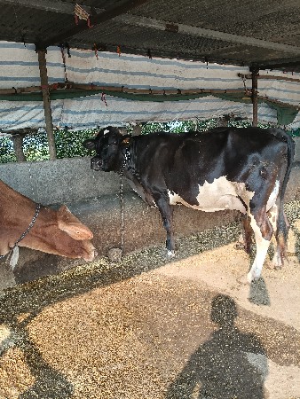 ગાય વેચવાની છે