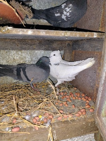 કબૂતર વેચવાના છે