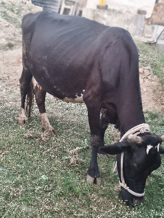 થંબનેલ 1