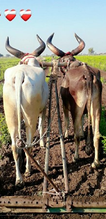 થંબનેલ 1