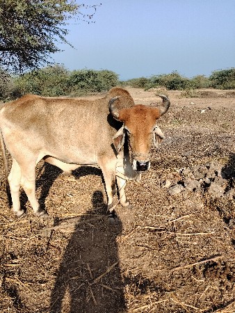 थंबनेल 3