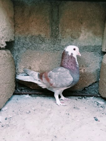 થંબનેલ 3