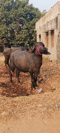 સાગર ભાઈ