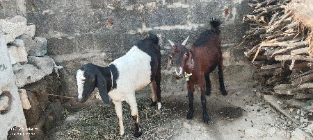 થંબનેલ 2