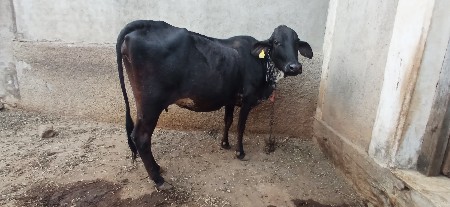 थंबनेल 2