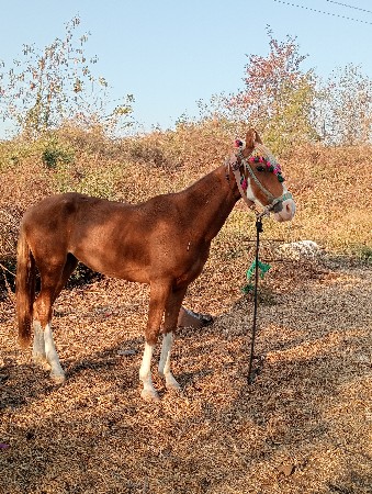 થંબનેલ 3