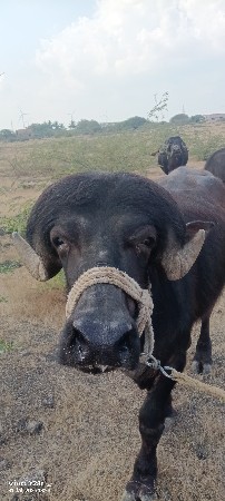 थंबनेल 3