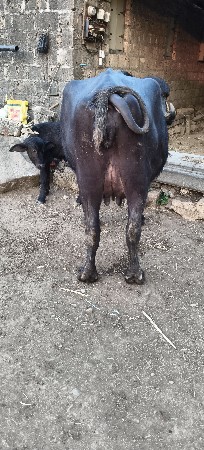 थंबनेल 3