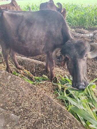 थंबनेल 2