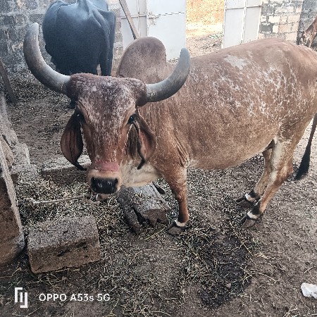 થંબનેલ 1