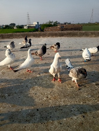 કબુતર વેચવાના છે