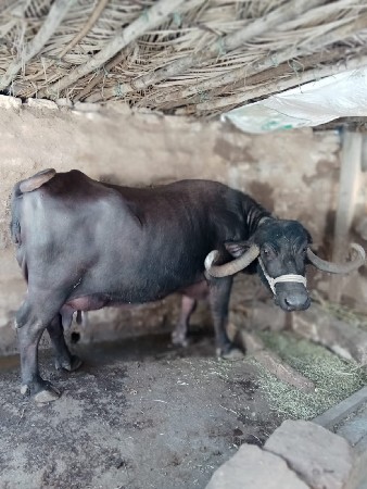 ભેંસ વેચવાની છે