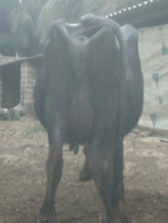 थंबनेल 3