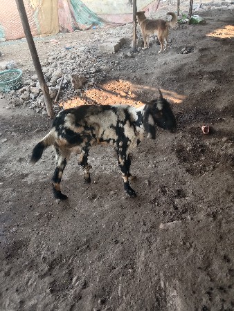 थंबनेल 2