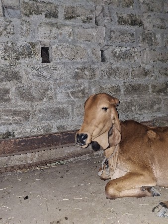 gir vachdi vechva ni che